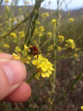 صورة Anthophora urbana clementina Cockerell 1939