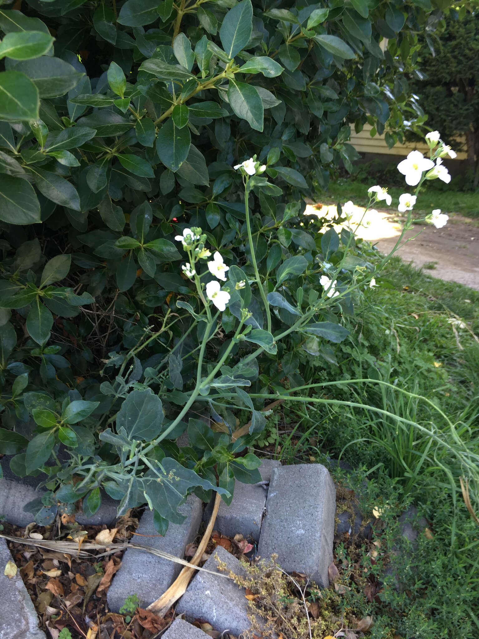 Plancia ëd Brassica oleracea L.