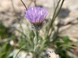 Image of Lackschewitz's fleabane