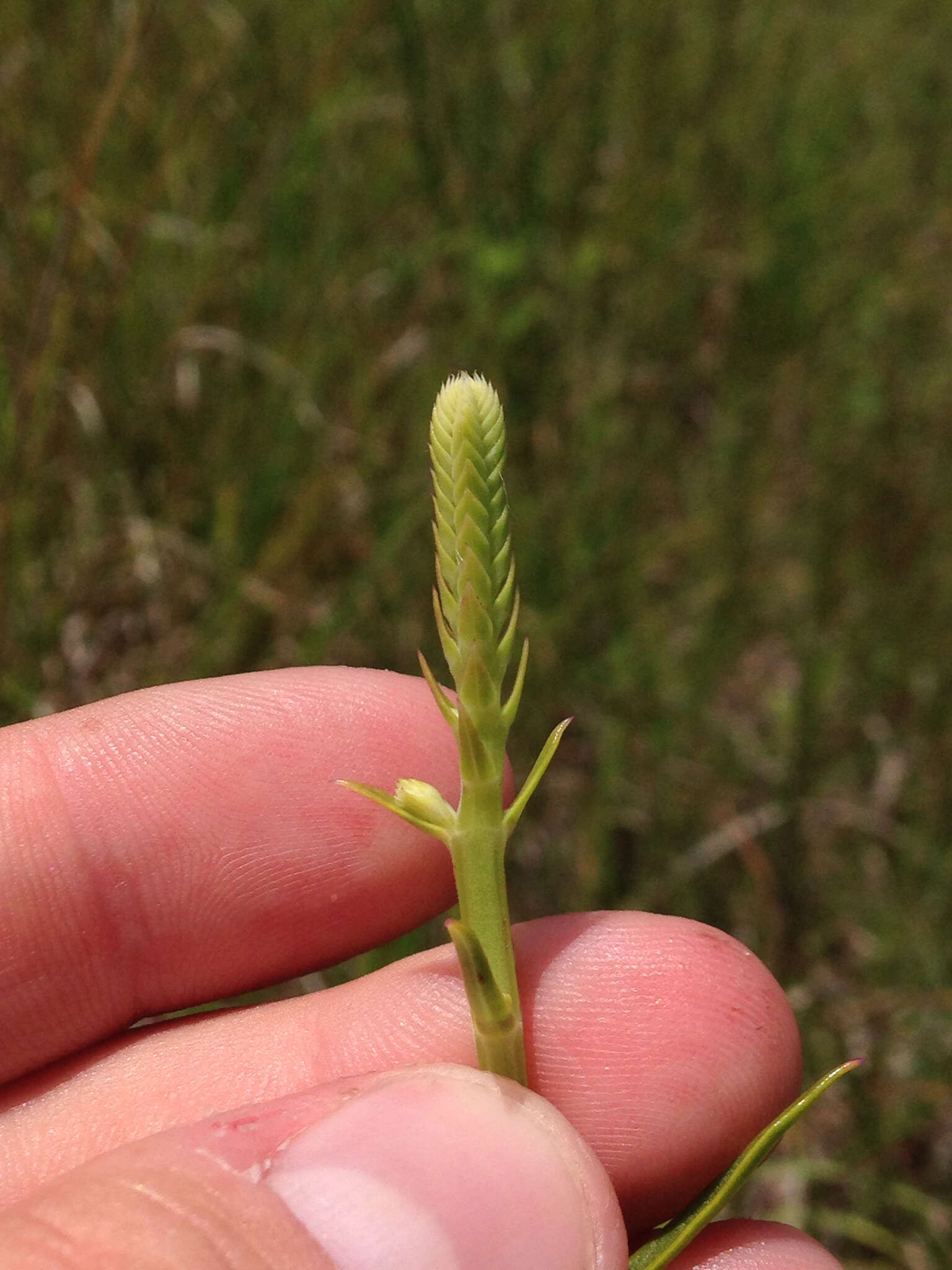 Image of obedient plant