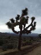 Слика од Yucca brevifolia var. brevifolia