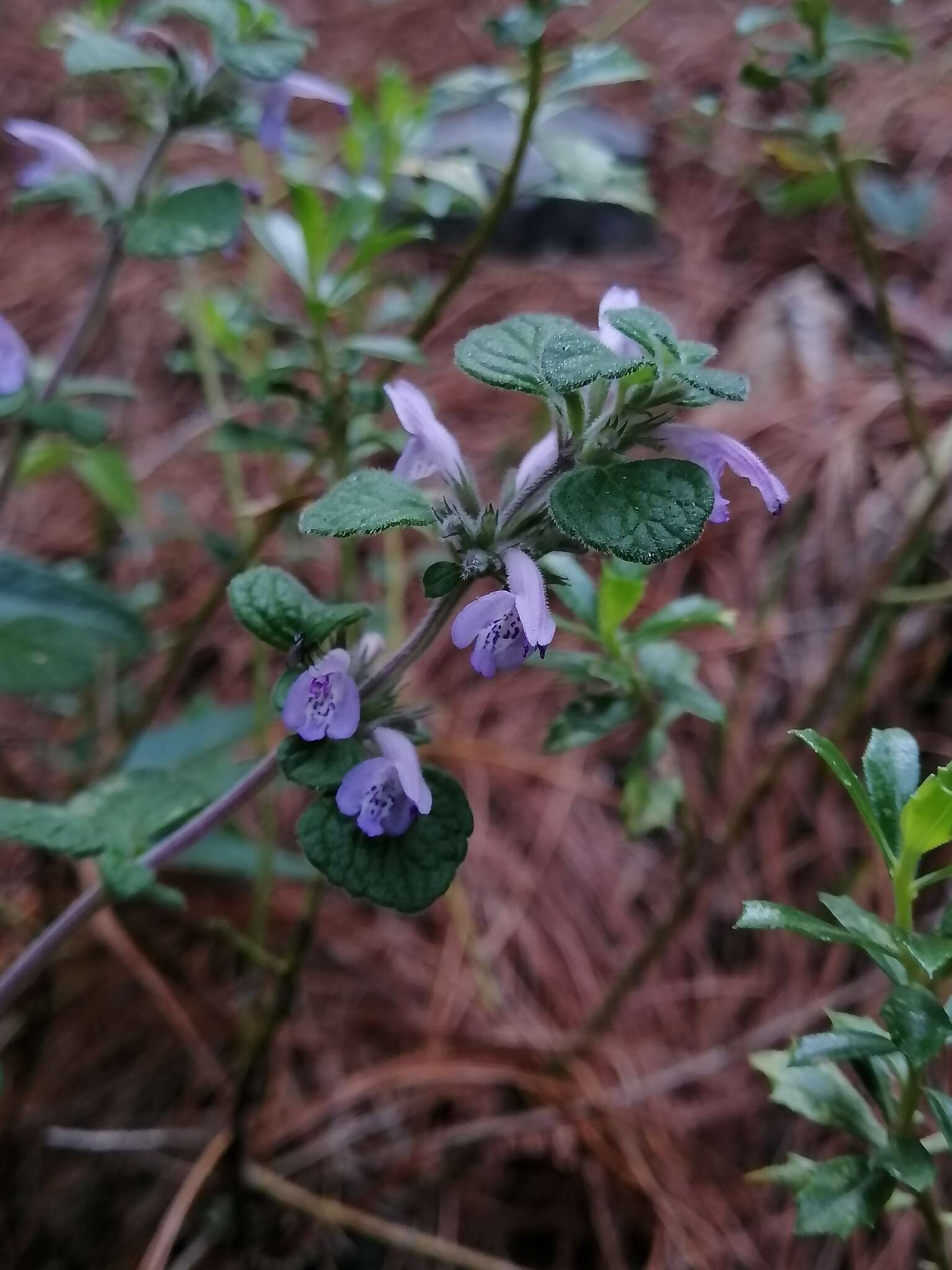 Image of Hedeoma palmeri Hemsl.