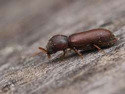 Image of Fan-bearing wood-borer