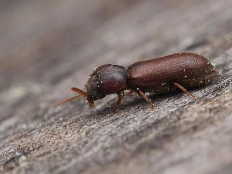 Ptilinus pectinicornis (Linnaeus 1758) resmi