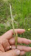 Imagem de Bothriochloa longipaniculata (Gould) Allred & Gould