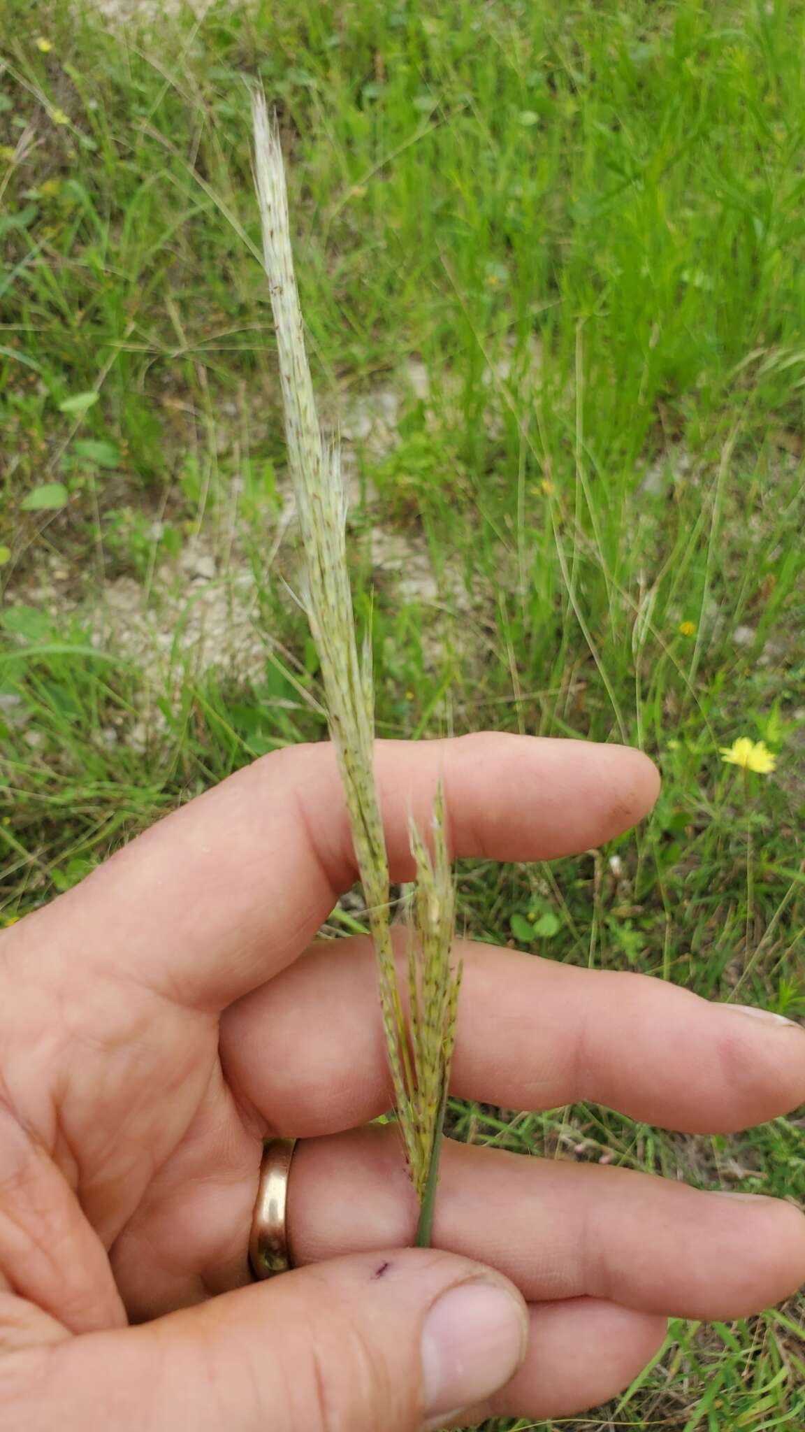 صورة Bothriochloa longipaniculata (Gould) Allred & Gould