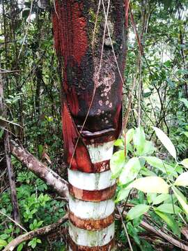 Image of Dypsis lastelliana (Baill.) Beentje & J. Dransf.