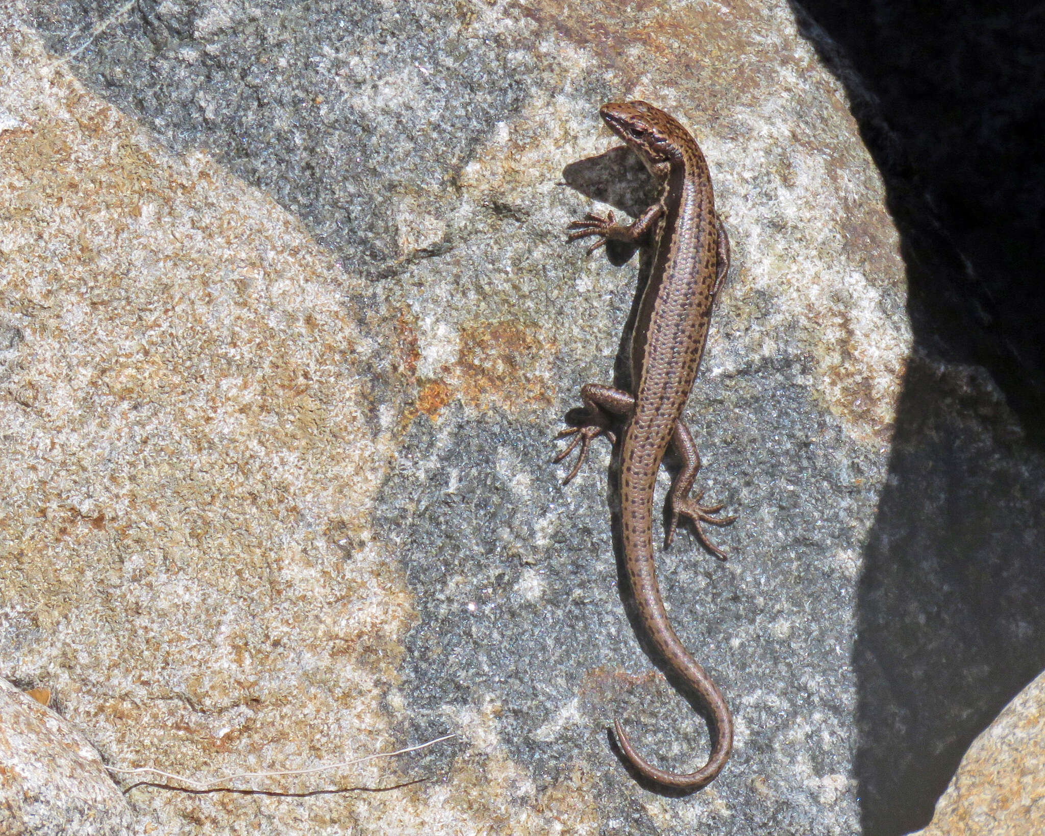 Image of Tasmanian Tree Skink