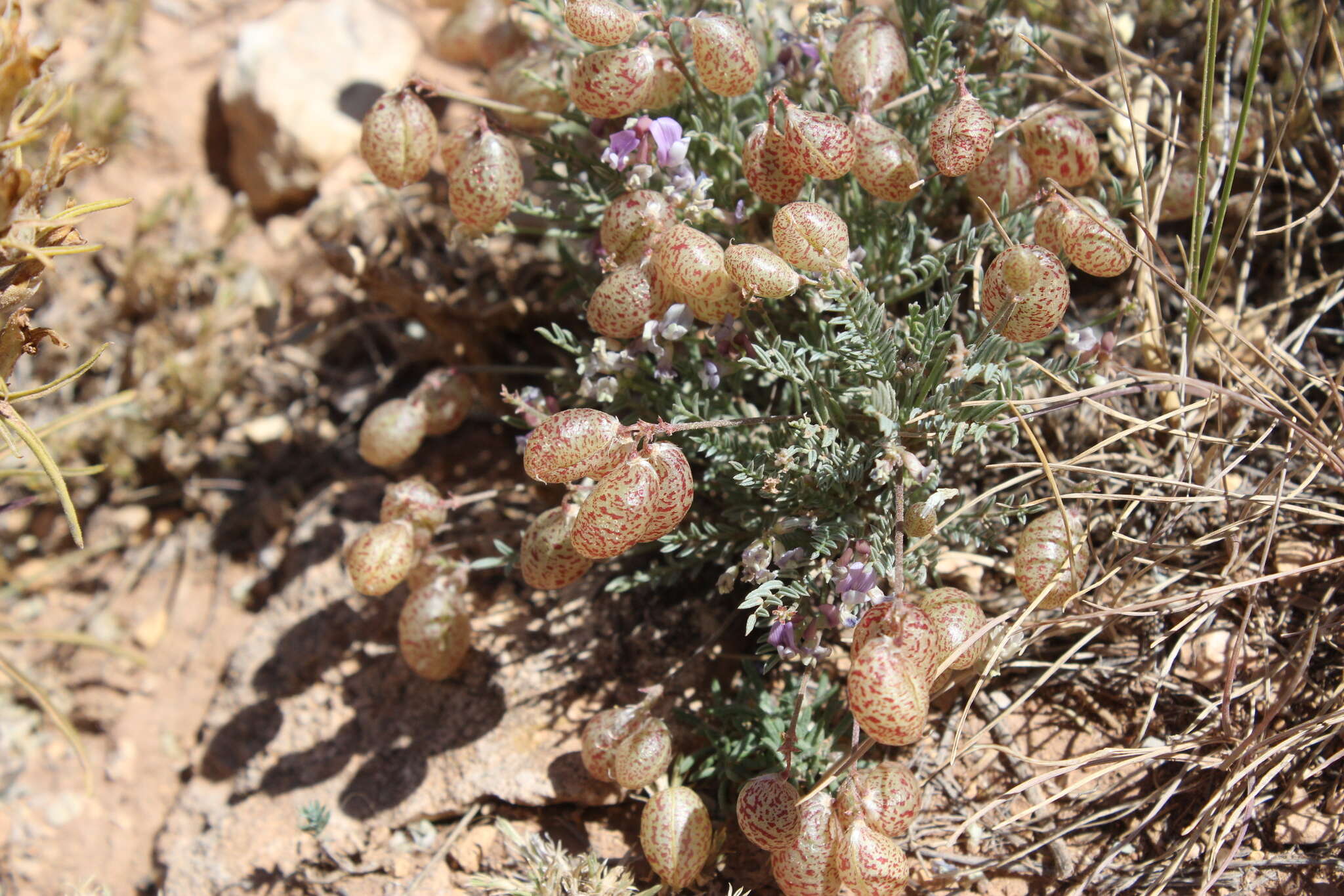 Sivun Astragalus jejunus S. Wats. kuva