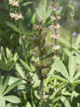 Image of largeleaf lupine