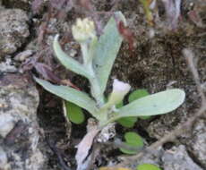 Image of Jersey cudweed