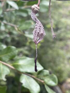 Image of Ceropegia haygarthii Schltr.