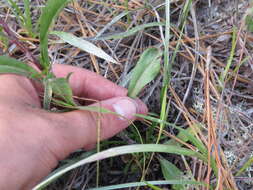 Image of Coastal-Plain Silk-Grass