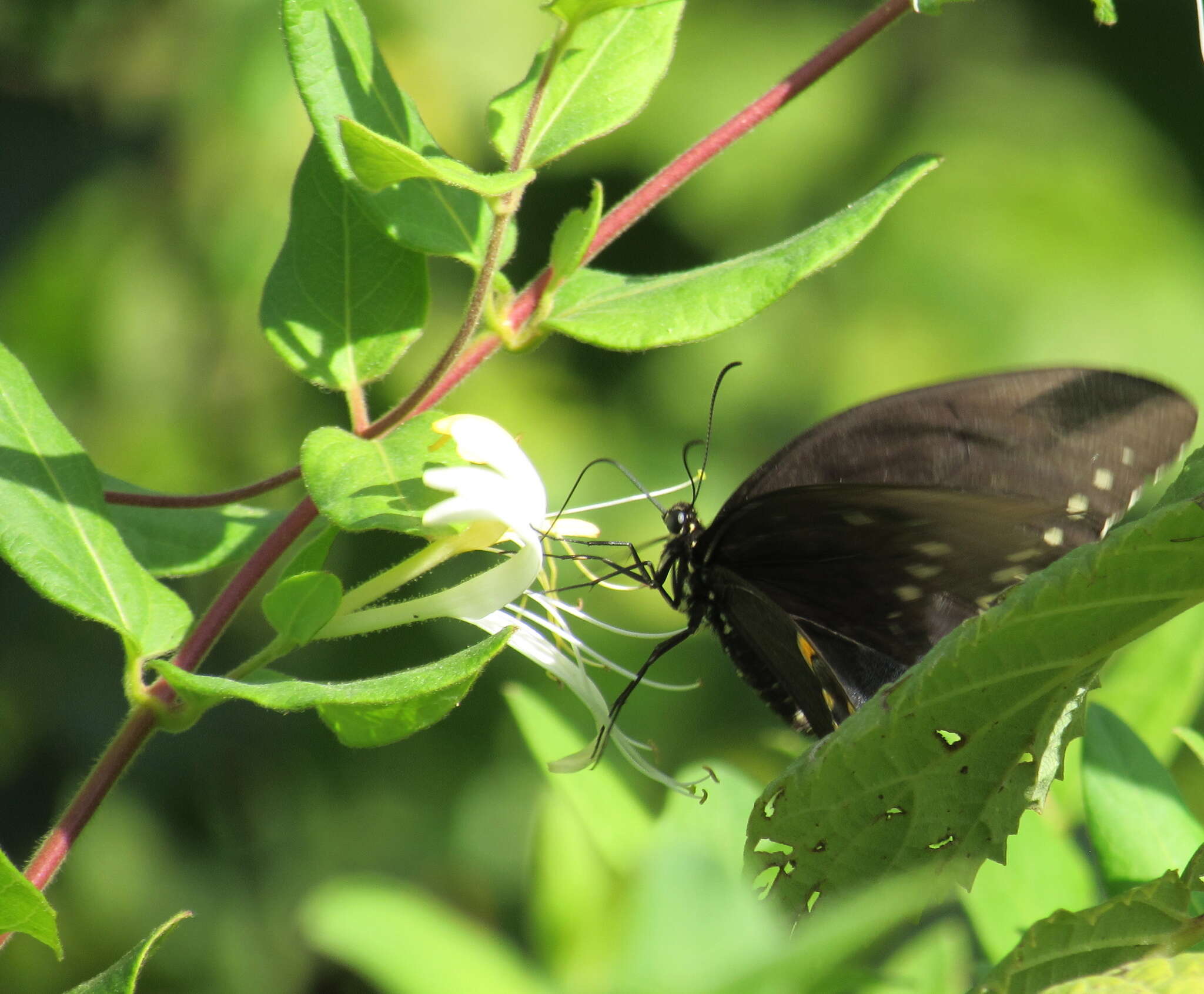 Image of <i>Papilio <i>troilus</i></i> troilus