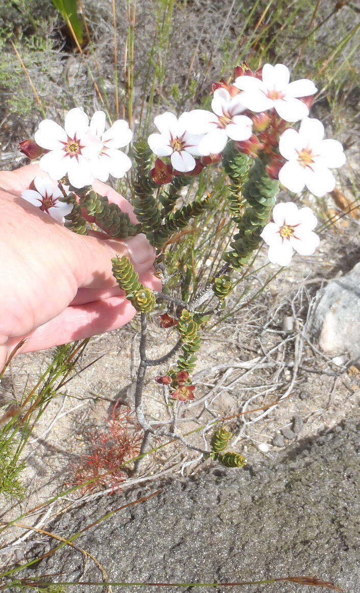 Image of Adenandra villosa subsp. orbicularis Strid