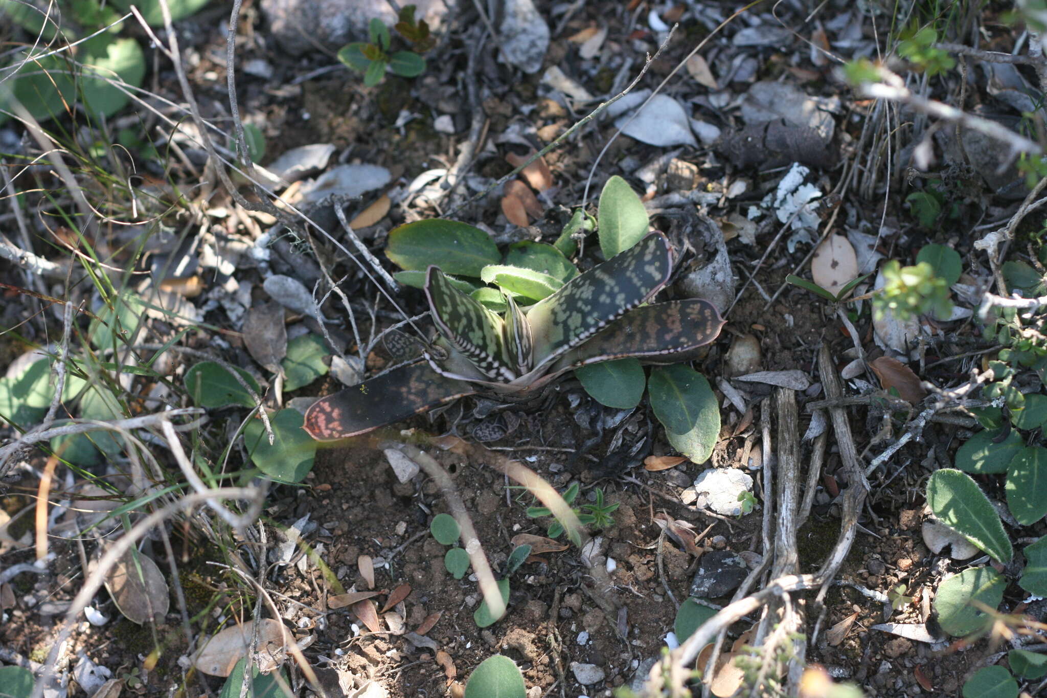 Image of Gasteria obliqua (Aiton) Duval