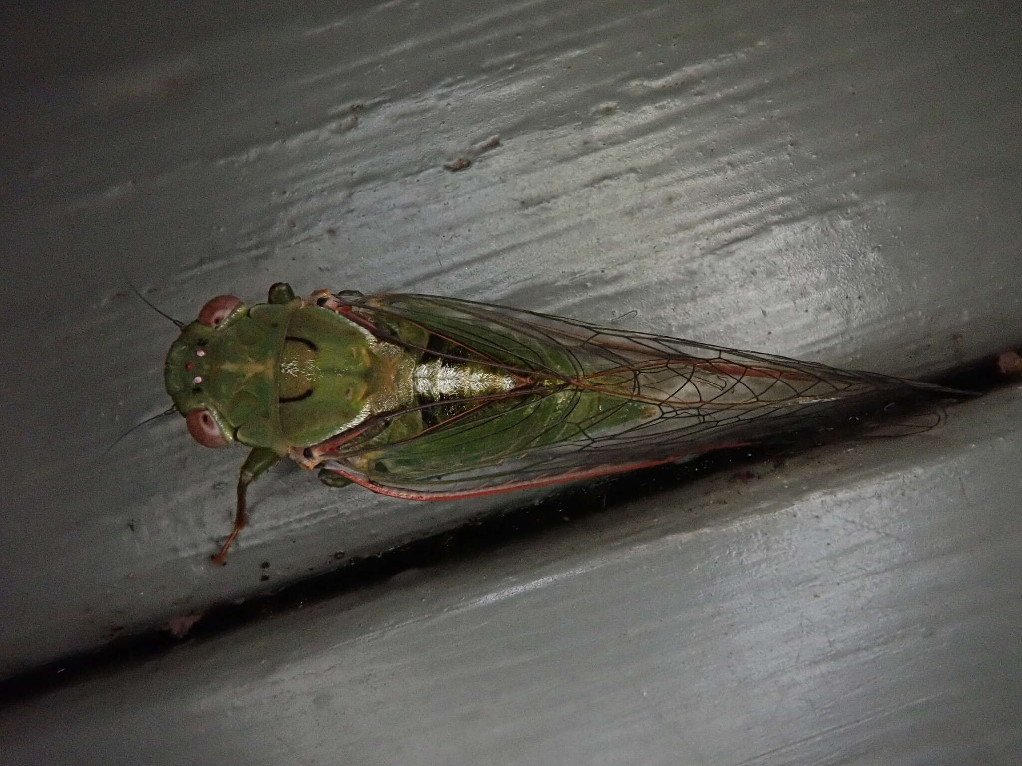 Sivun Chlorocysta vitripennis (Westwood 1851) kuva