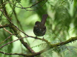 Image of Passerella iliaca fuliginosa Ridgway