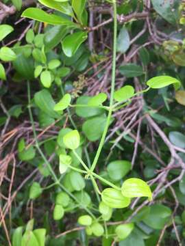 Image of Sticky-leaved rubia