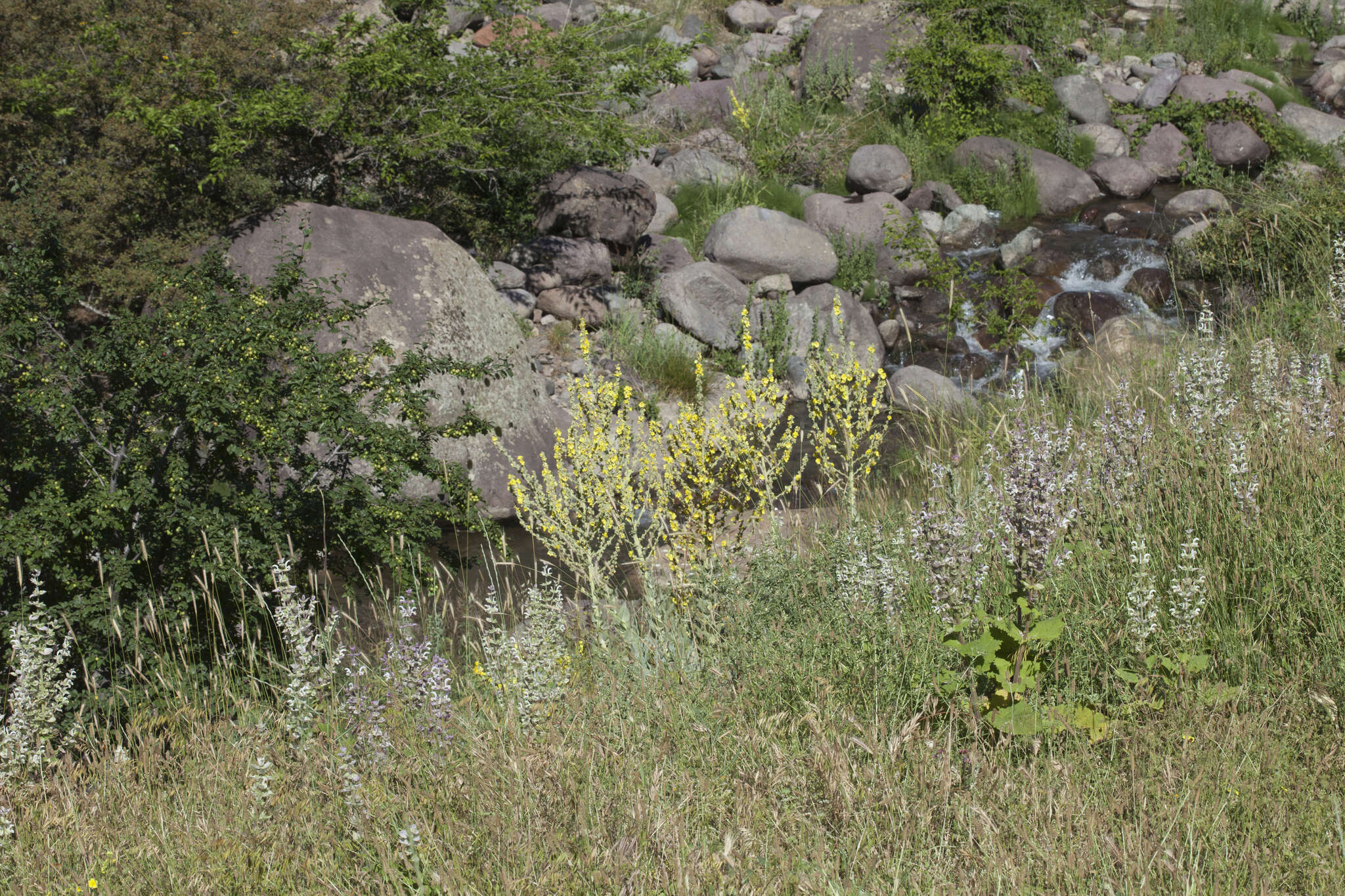 Image of Verbascum songaricum Schrenk