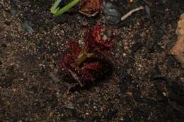 Image of Drosera platypoda Turcz.