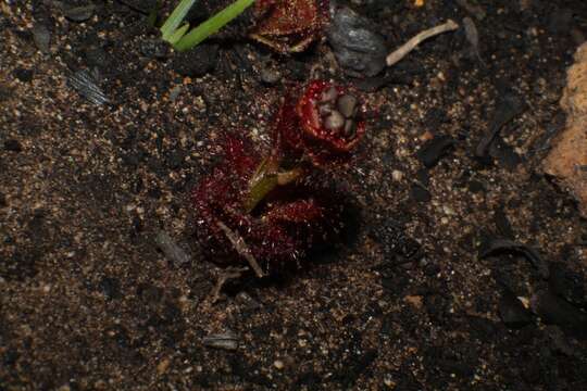 Imagem de Drosera platypoda Turcz.