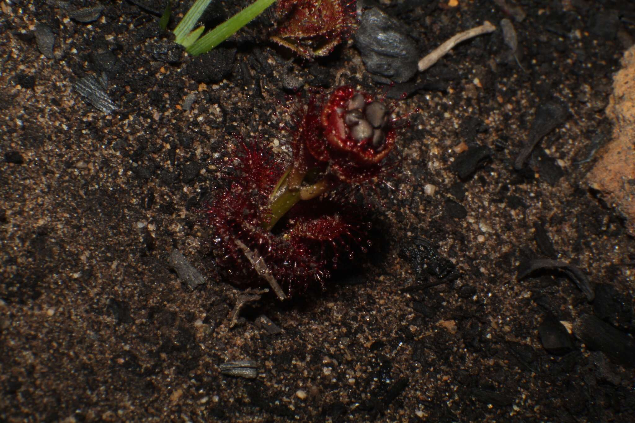 Image of Drosera platypoda Turcz.