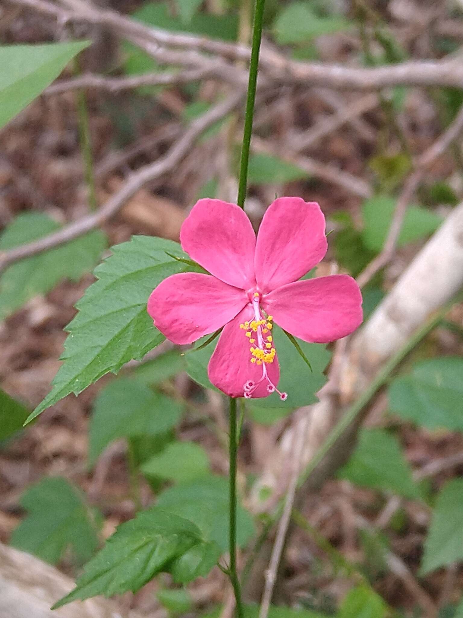 Image of Brazilian rosemallow