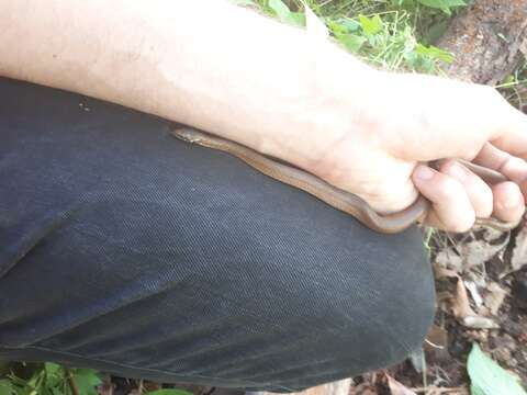 Image of Japanese Keelback