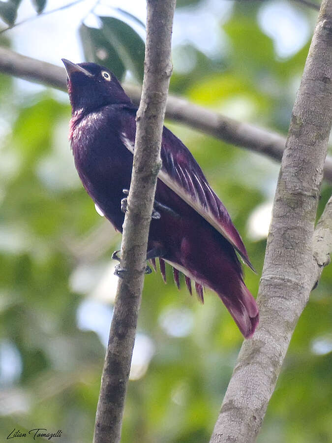 Image of Purple Cotingas