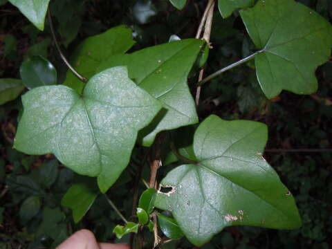 Image of Senecio quinquelobus (Thunb.) DC.