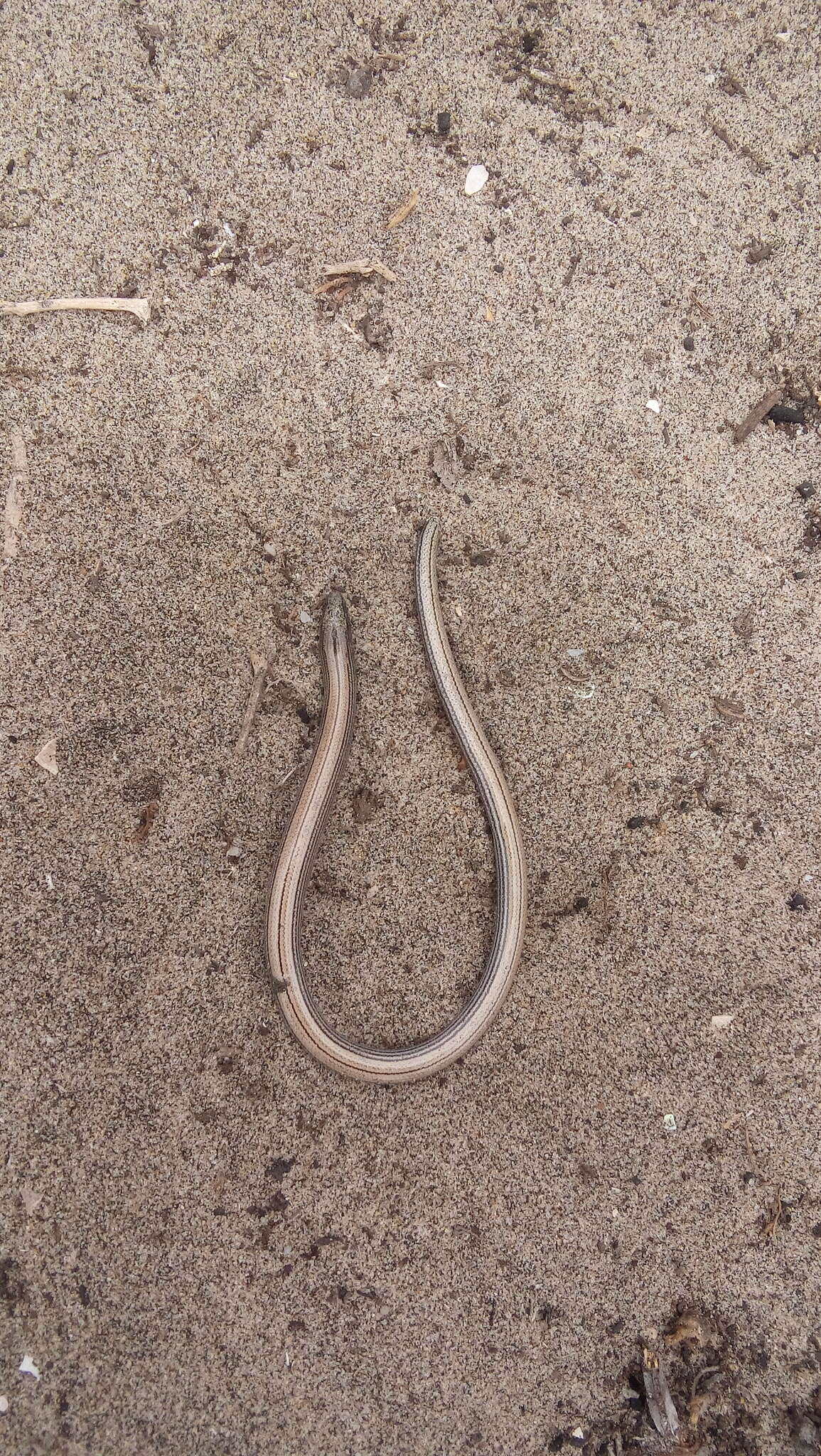 Image of Baja California Legless Lizard