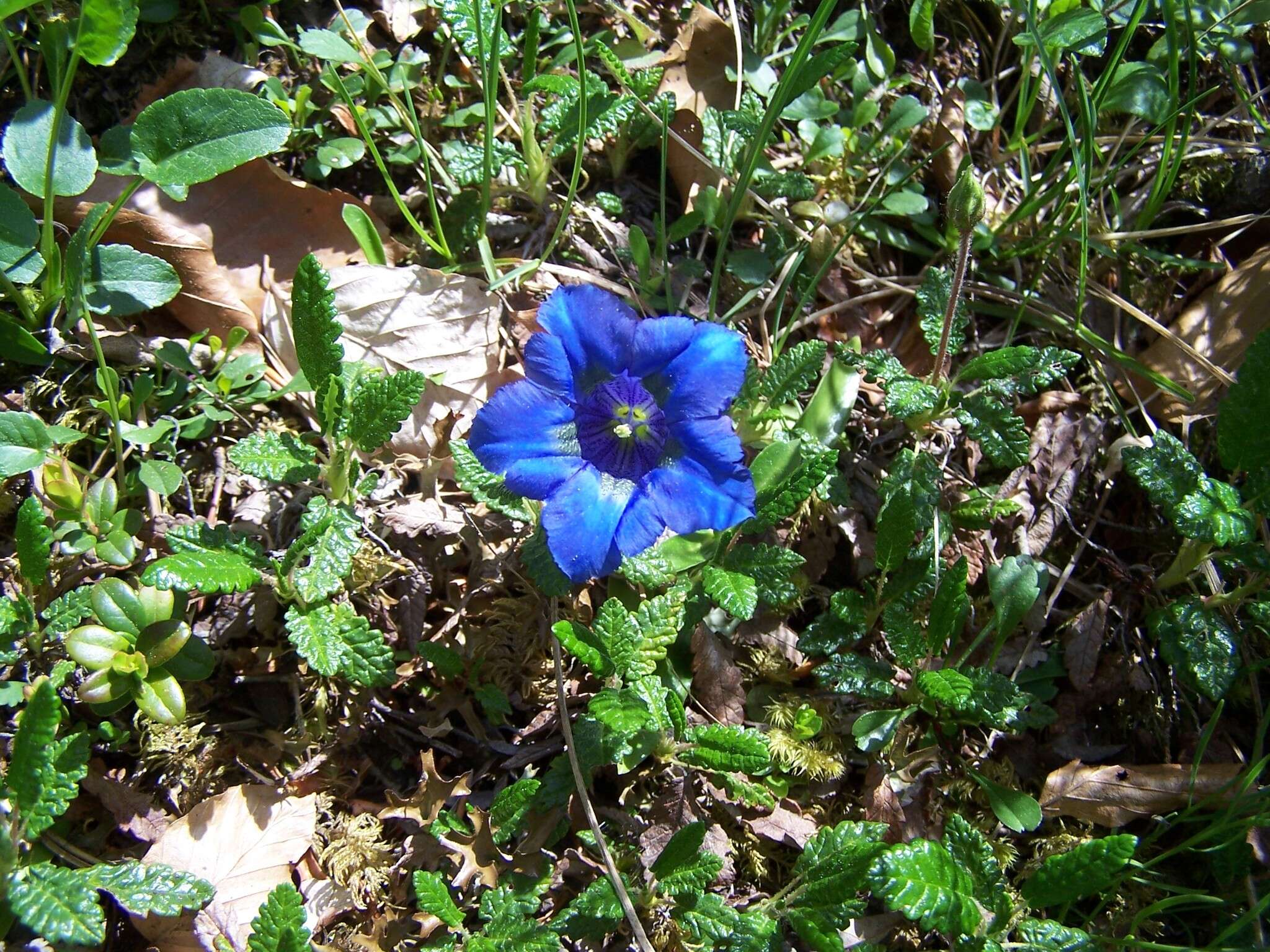 صورة Gentiana angustifolia Vill.