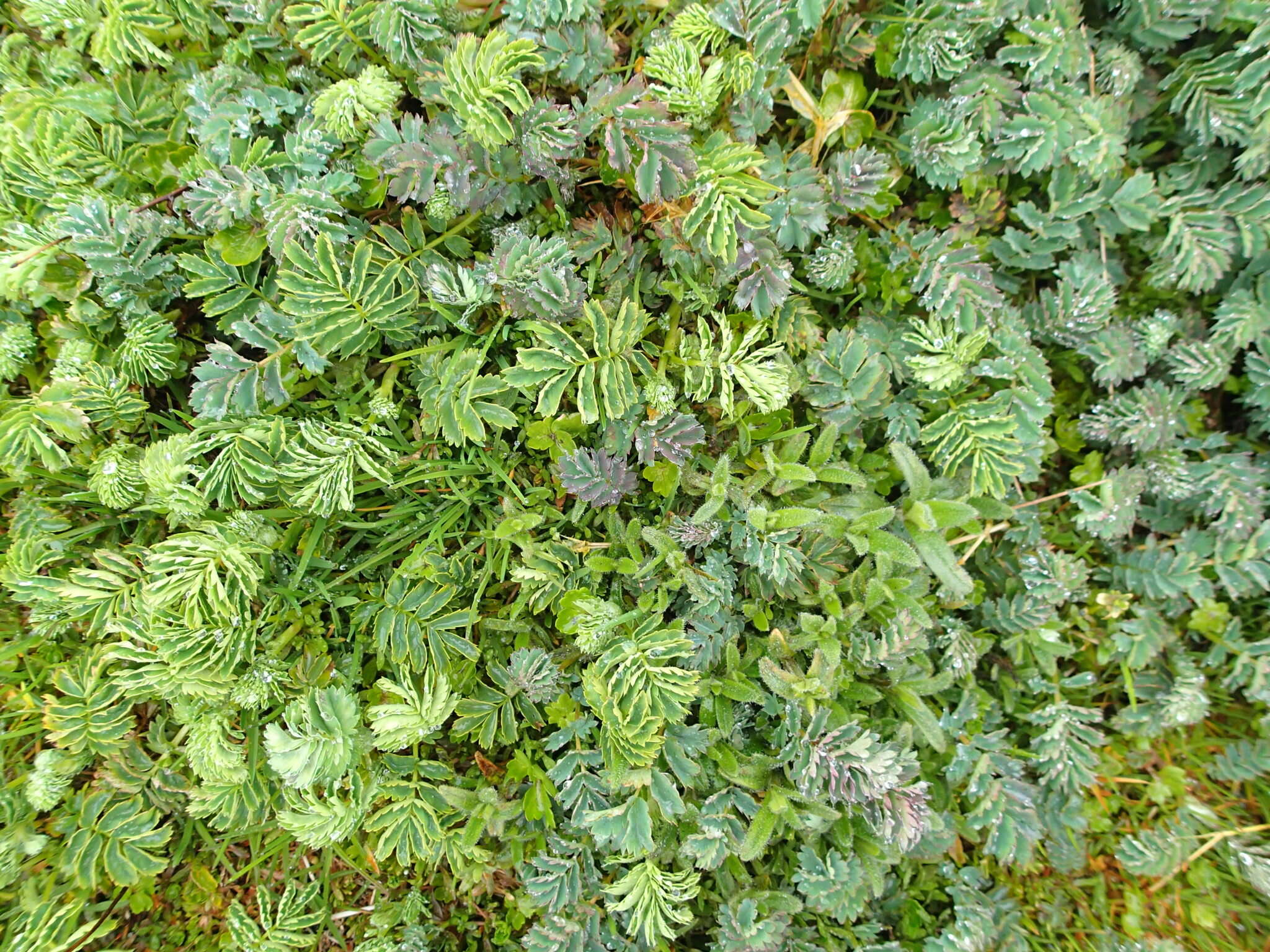 Plancia ëd Acaena minor var. antarctica (Cockayne) Allan