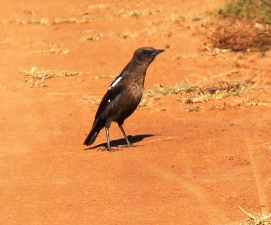 Image of Ant-eating Chat