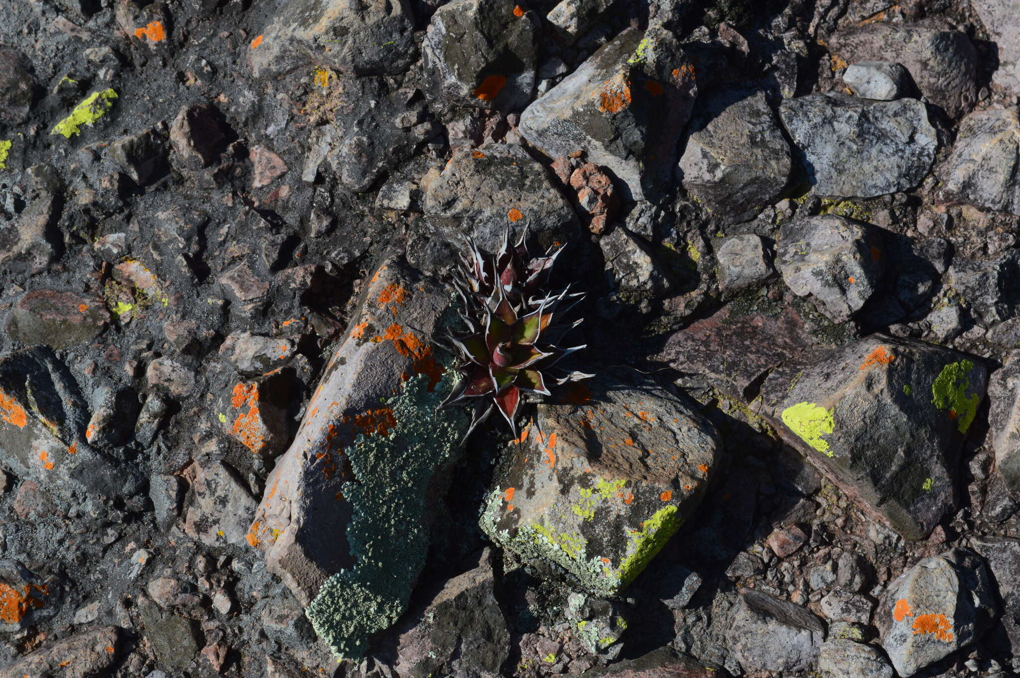 Agave horrida subsp. horrida resmi