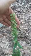 Image of Narrow-lipped helleborine