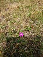 Primula minima L. resmi