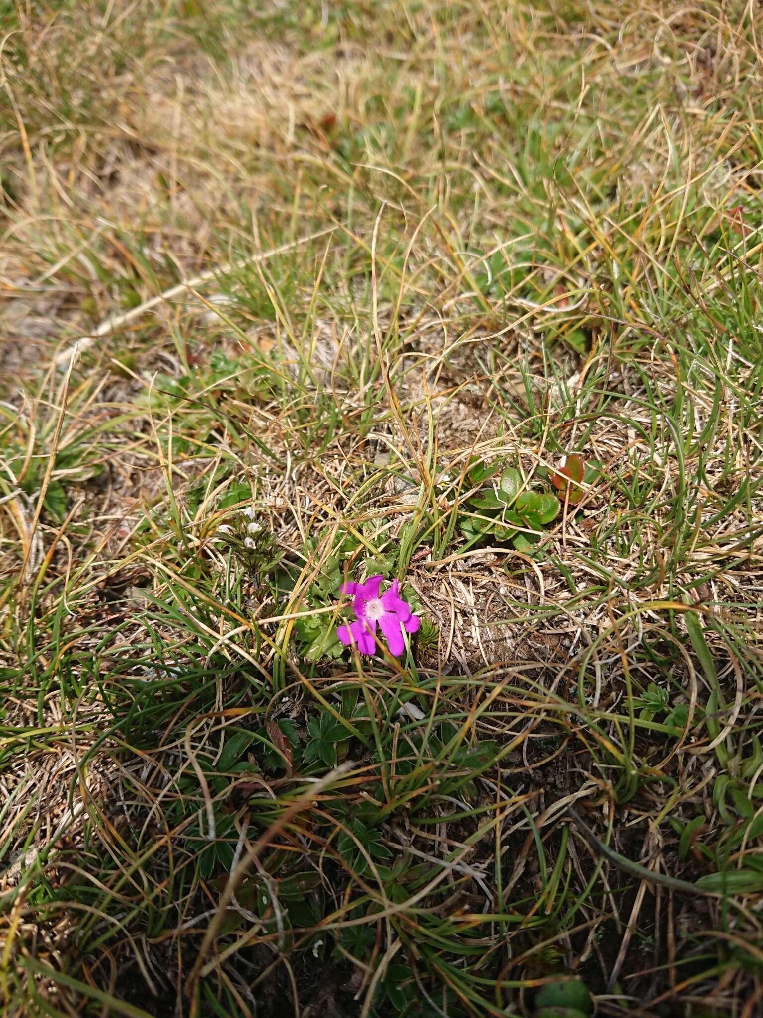 Image of Primula minima L.