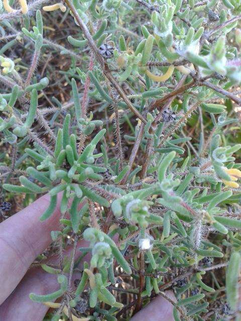 Imagem de Drosanthemum calycinum (Haw.) Schwant.