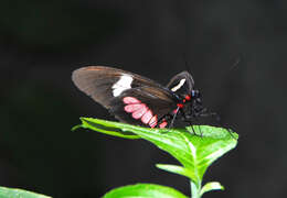 صورة Parides eurimedes (Stoll 1782)