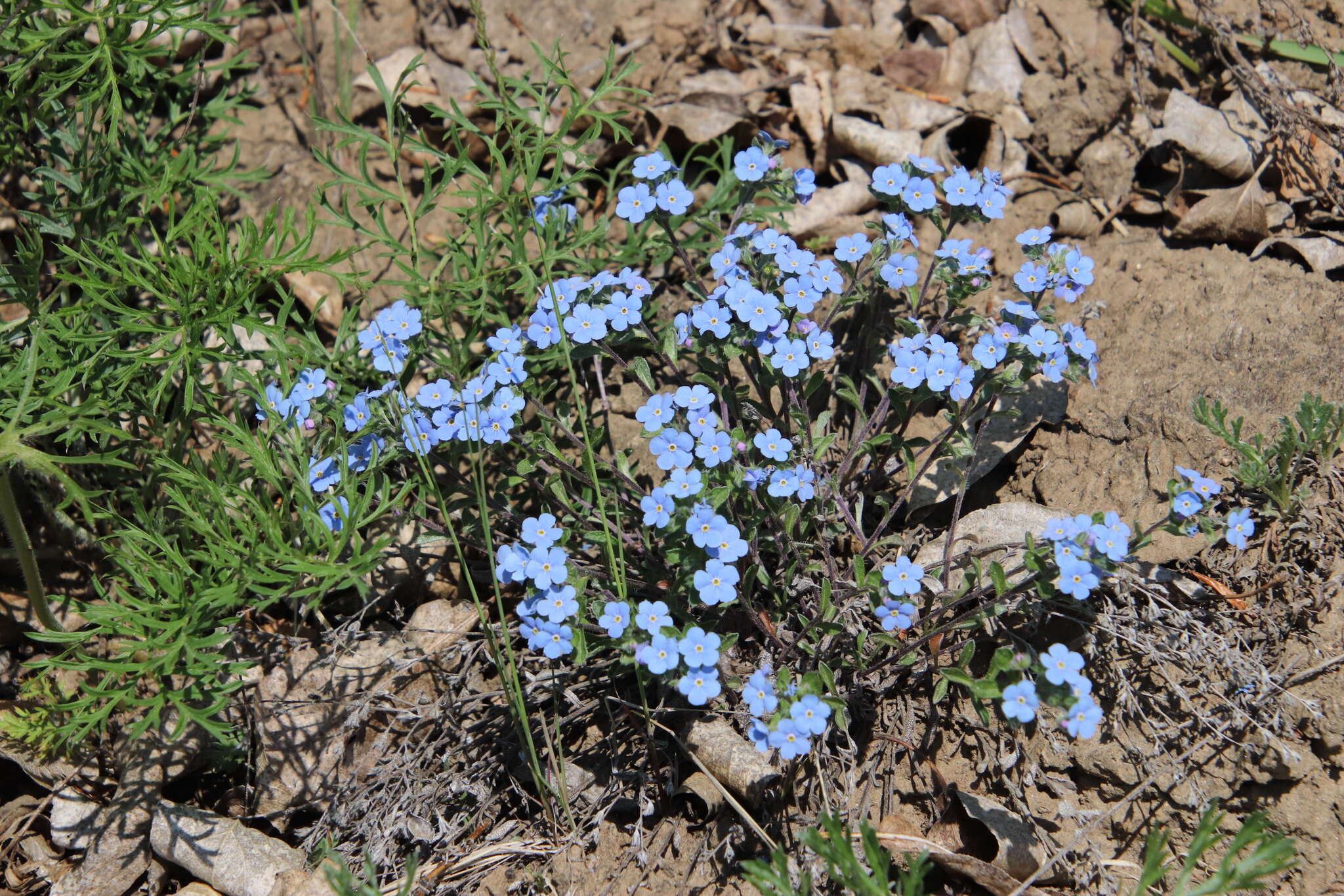 Plancia ëd Eritrichium rupestre (Pall. ex Georgi) Bunge