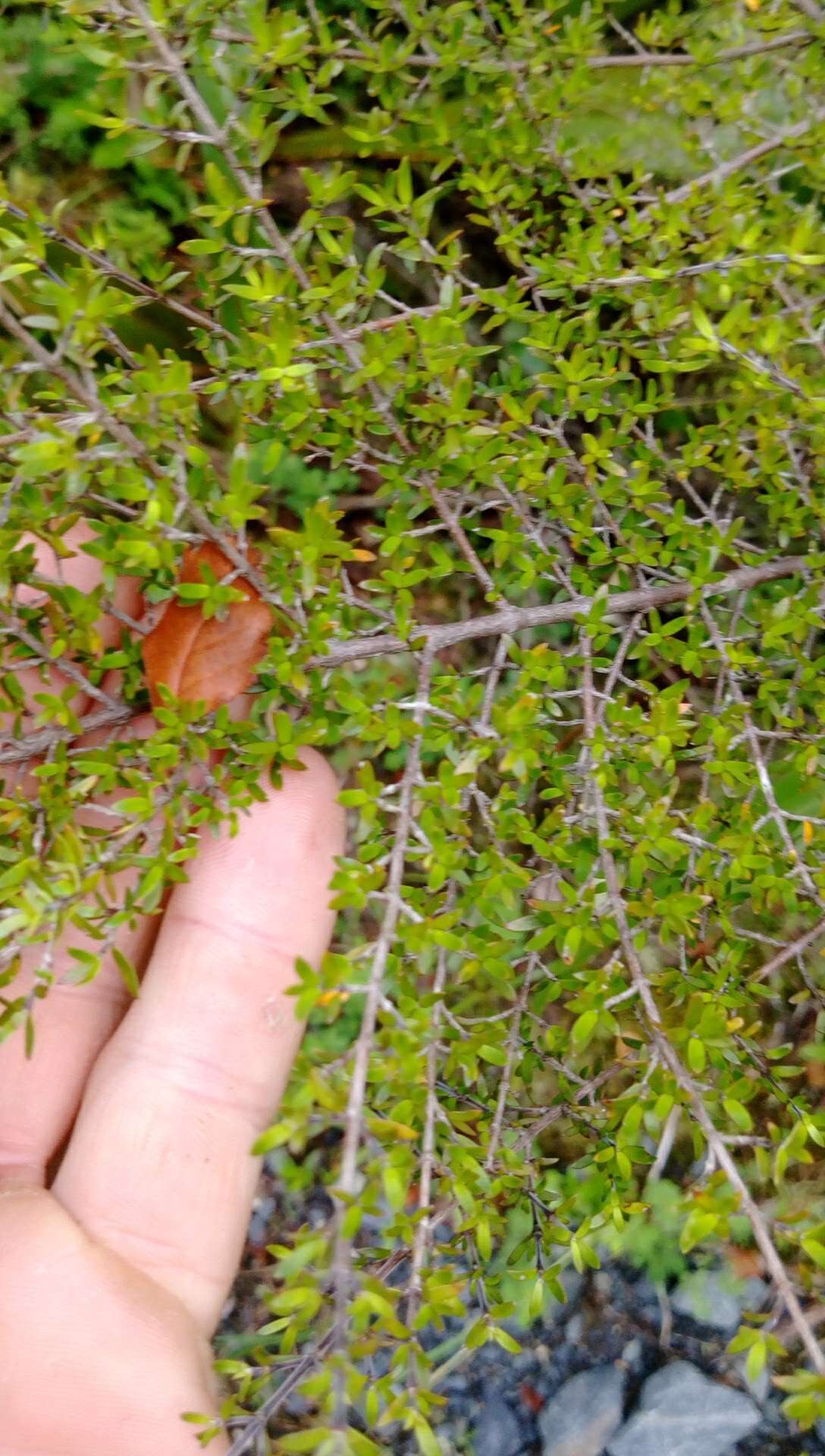 Image of Coprosma microcarpa Hook. fil.