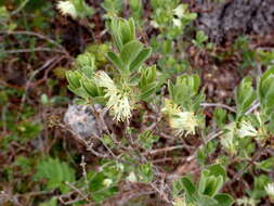 Imagem de Lonicera caerulea var. cauriana (Fern.) Boivin