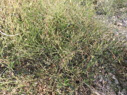 Image of Brazilian vervain