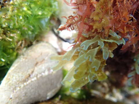 Image of Brown algae