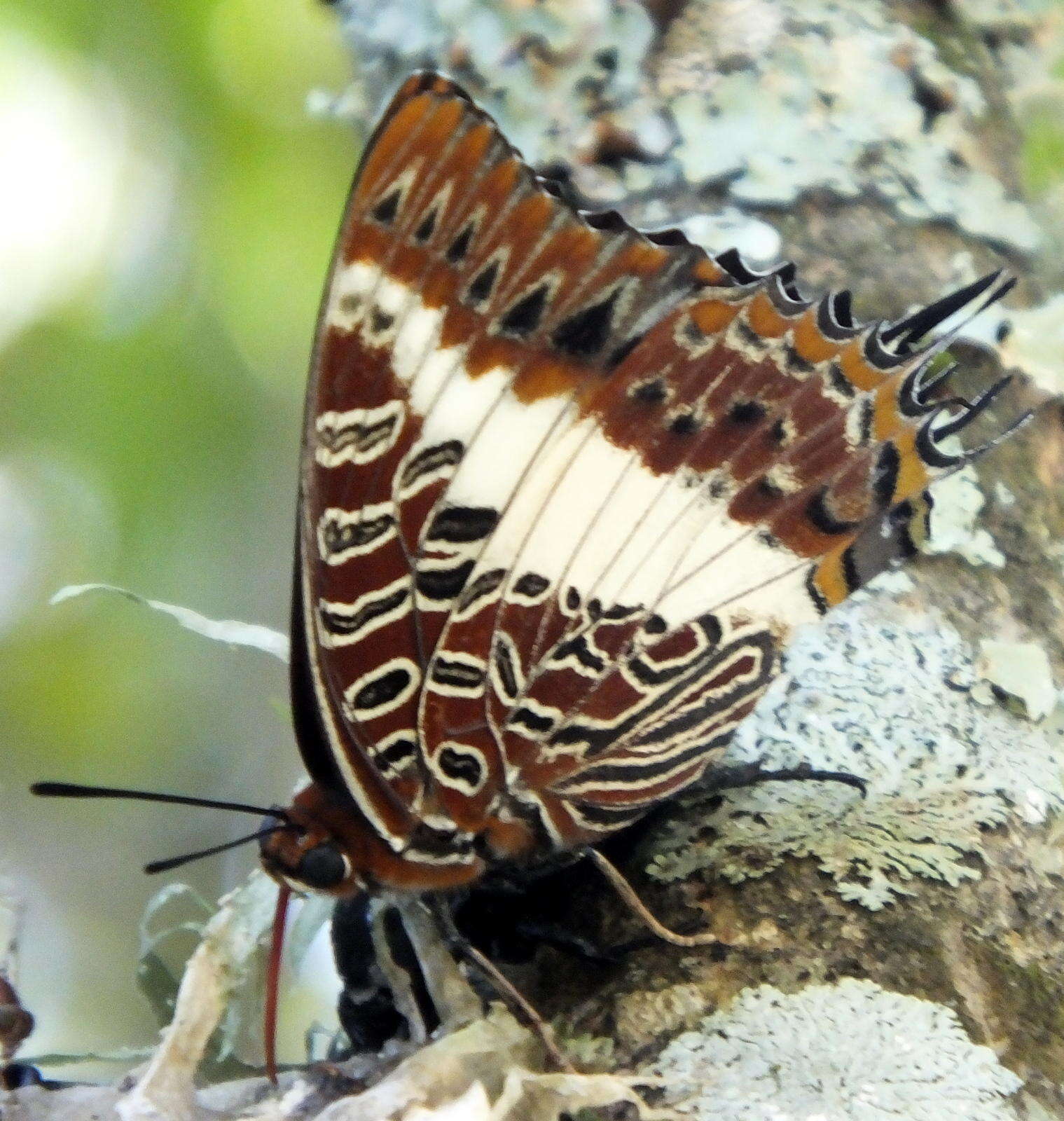 Imagem de Charaxes brutus natalensis Staudinger 1886