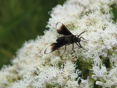 Image of Pompiliodes Hampson 1898