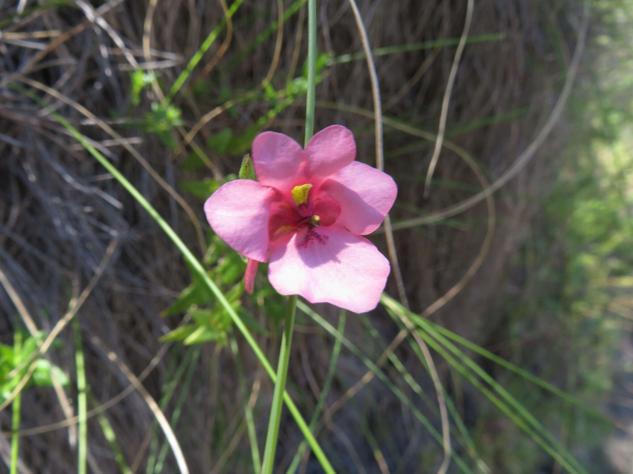 Image of Albuca deaconii van Jaarsv.