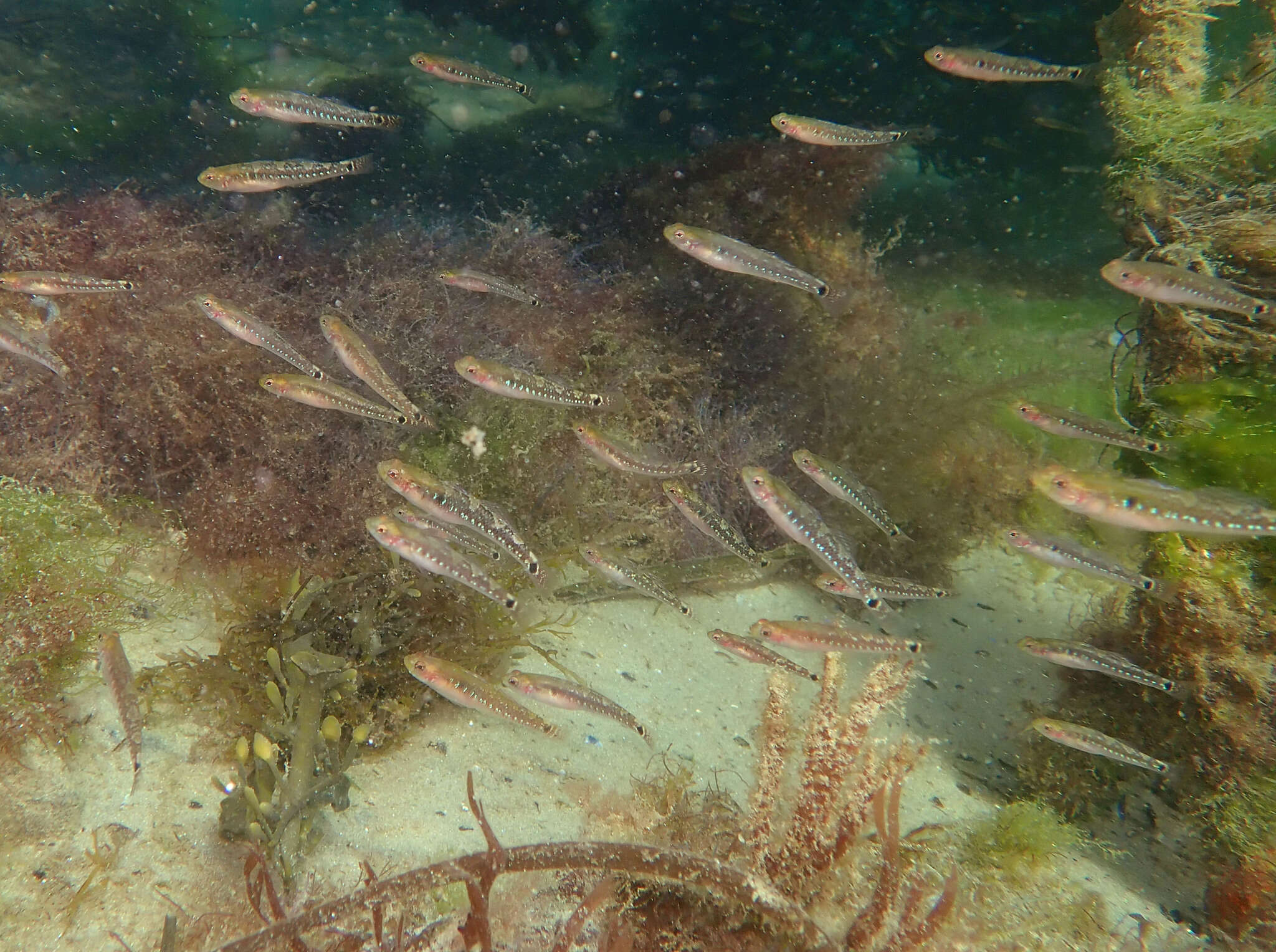 Image of Spotted goby